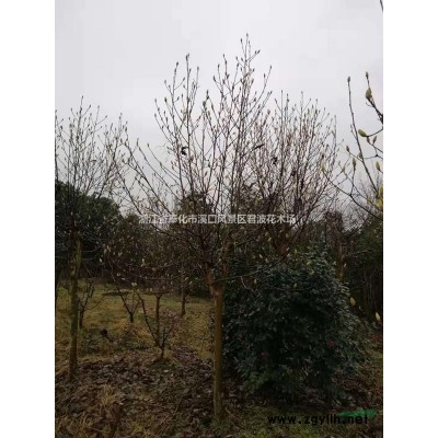 浙江美人茶批發(fā)供應(yīng)價(jià)格優(yōu)惠 美人茶苗圃直供