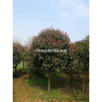 河南紅葉石楠球 南陽紅葉石楠球哪里好/哪家便宜