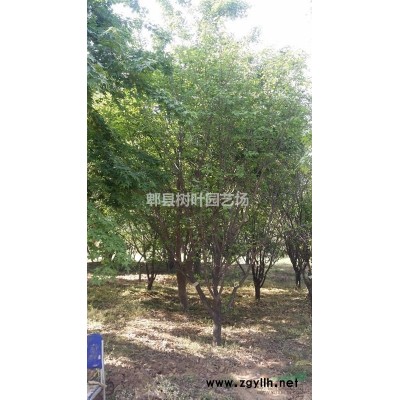 供應(yīng)精品紫薇，紫薇價格，紫薇報價表，紫薇新價格，哪家紫薇價格更有優(yōu)勢？