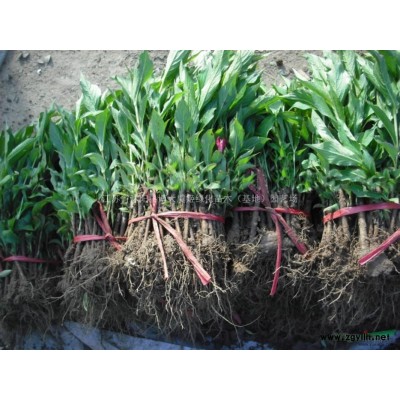 供應紅瑞木苗高度50-100公分紅瑞木籬苗，紅梗木，紅馬球