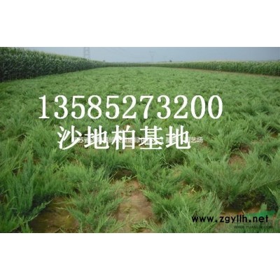 供應(yīng)多分支連翹球 3-20分支叢生連翹 連翹苗木基地 直銷苗