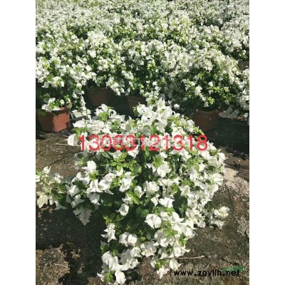 金邊假連翹5*新價格/金邊假連翹5報價