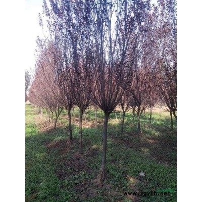 河北紅瑞木 紅瑞木廠家 大棵紅瑞木 低價出售紅瑞木