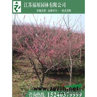 批發紅瑞木 基地直銷
