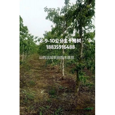 連翹生長習性，形態特征，主要用途，種植連翹環境要求