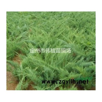 紅瑞木介紹，河北紅瑞木價(jià)格，河北紅瑞木產(chǎn)地，保定紅瑞木報(bào)價(jià)