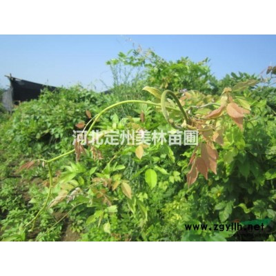 河北紅瑞木價格：進入7月份后價格回落