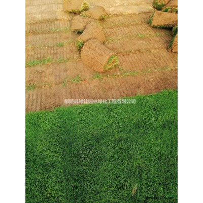 河南丁香 許昌丁香基地 鄢陵丁香農(nóng)戶批發(fā)行情報價/河南丁香 許昌丁香基地 鄢陵丁香農(nóng)戶批發(fā)圖片展示