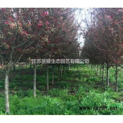 紫丁香產(chǎn)地在哪里/哪里便宜/江蘇景曜生態(tài)基地直銷批發(fā)價格圖片