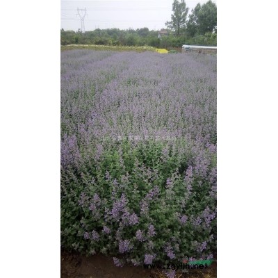 紅瑞木，黃瑞木，紅瑞木價格，紅瑞木批發(fā)，山東紅瑞木