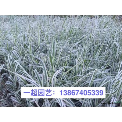 茶梅，茶梅小杯，茶梅小杯苗，茶梅大杯，茶梅大杯苗