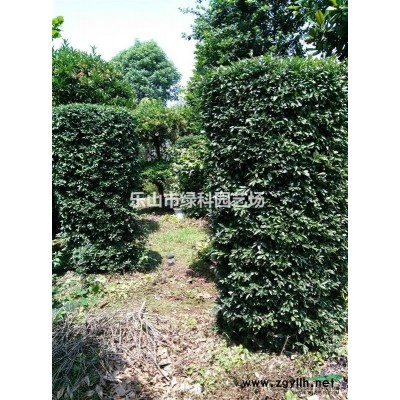 四川樂山供應(yīng)茶梅球形高70～90冠幅60～80公分