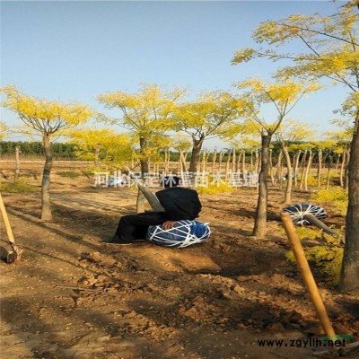 優(yōu)質(zhì)沙地柏 河北保定沙地柏 沙地柏產(chǎn)地直銷