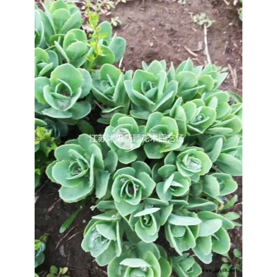 石榴樹_花石榴基地