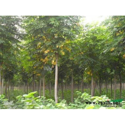 河南鄢陵卓林花木基地供應(yīng)精品1－8公分花石榴