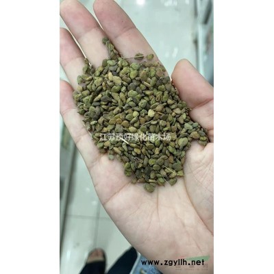 苗圃直銷豐花月季、 薔薇、迎春、連翹、側柏、 扶芳藤