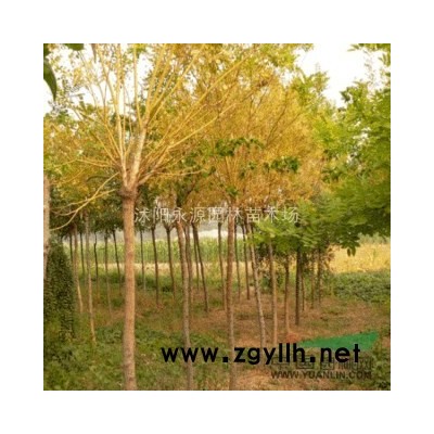 江蘇連翹苗，連翹小苗，連翹綠化小苗*新報價/連翹苗，連翹小苗，連翹綠化小苗圖片