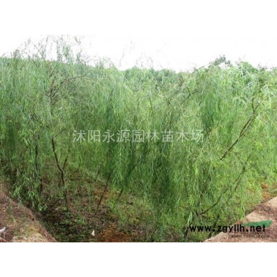 連翹圖片\連翹報價