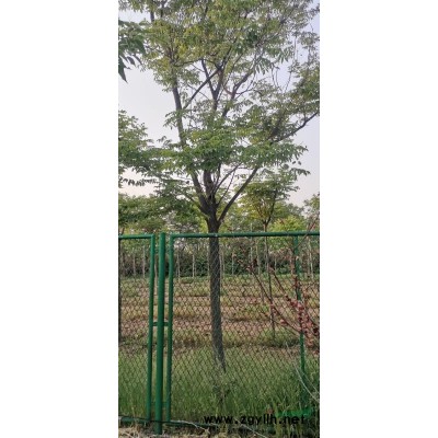 七葉樹、紅櫨、黃櫨、杜仲、燈臺樹、河南檜柏