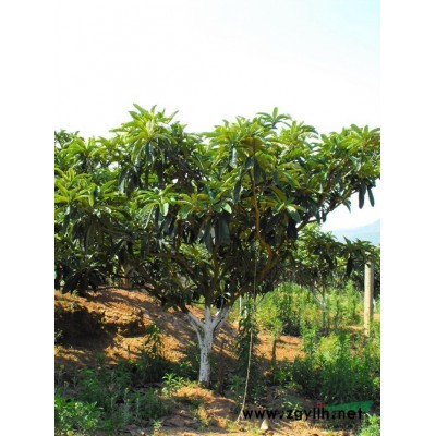 金絲梅、紅葉桃、碧桃、珊瑚樸