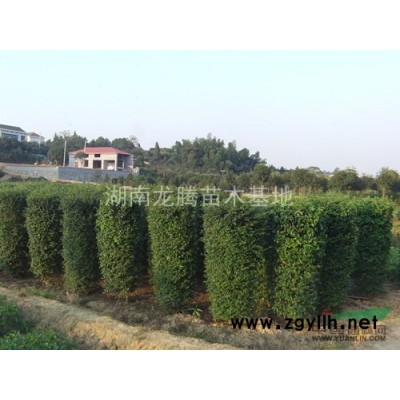 八角金盆、六月雪、金邊六月雪、金絲桃、藍天竹