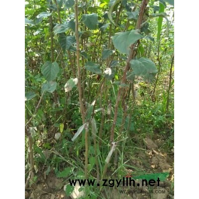 連翹苗=連翹苗價格=連翹苗高50公分冠幅20量大從優