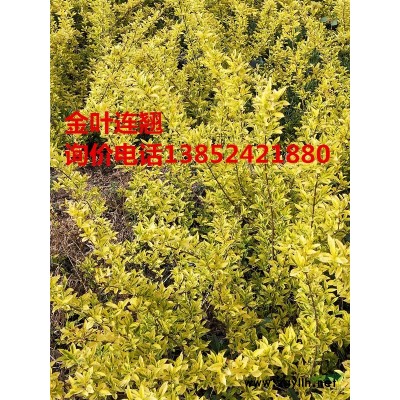 供應(yīng)金葉連翹，金葉連翹價格報價，金葉連翹基地，金葉連翹圖片