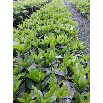 出售滿天星【紅花六月雪】