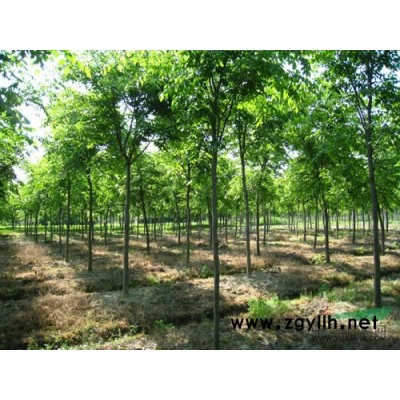 臘梅樹價格 行情