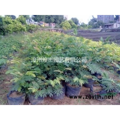 大小規(guī)格連翹基地 價格實惠 量大從優(yōu) 福建連翹價格 漳州連翹批發(fā)