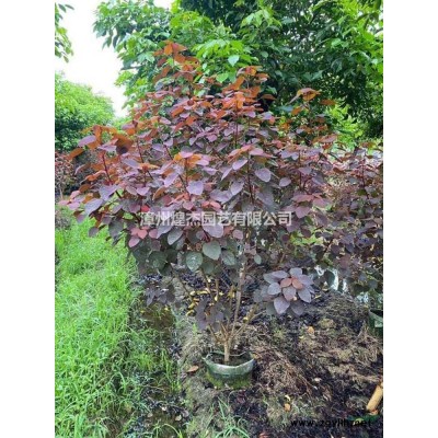 福建供應(yīng)花葉假連翹規(guī)格* 大小規(guī)格漳州假連翹