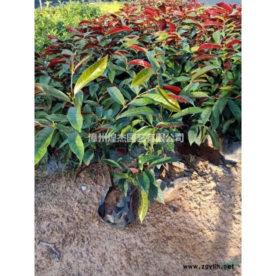 2021年福建金邊假連翹新報價 咨詢漳州煌杰園藝