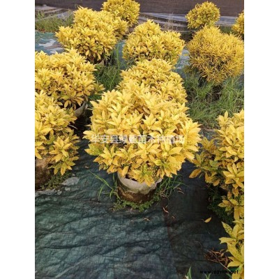 福建金邊假連翹哪里好/哪家便宜