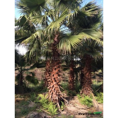 金邊假連翹7供應/金邊假連翹7圖片