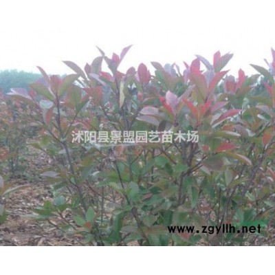 今年紅瑞木種子價格便宜嗎？冬季沙藏的紅瑞木種子多少錢一斤？