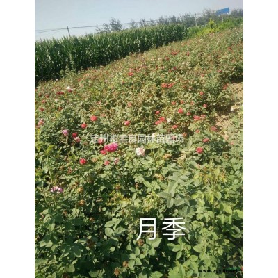 大量銷售紅瑞木，紅王子錦帶，黃刺玫，丁香，金銀木，金葉榆