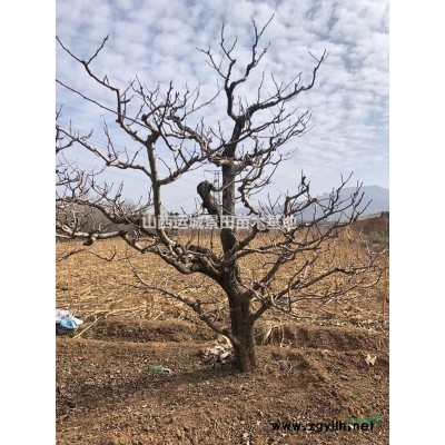 連翹價格·連翹用途·山西運城連翹苗種植合作社