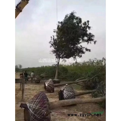 青翹和連翹的區別是什么？連翹種植基地合作社詳情