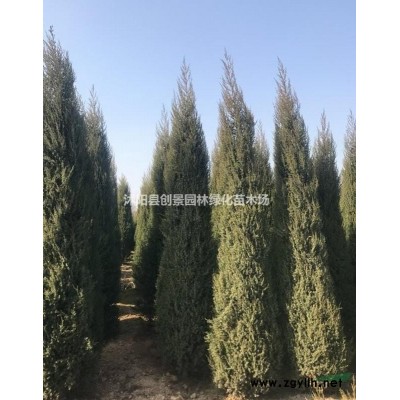 【連翹球】 連翹球_報(bào)價(jià)表_圖片_產(chǎn)地行情-球類植物