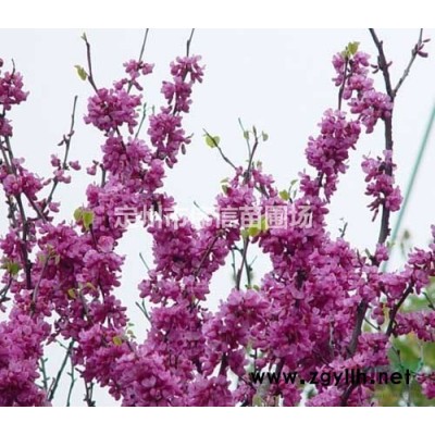 紅瑞木介紹，定州紅瑞木，保定紅瑞木，河北紅瑞木，紅瑞木價(jià)格