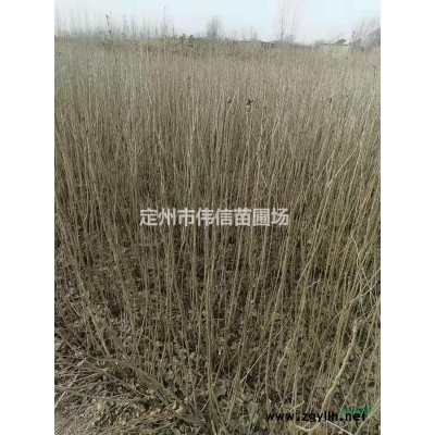 紅瑞木大量現(xiàn)貨供應(yīng)_紅瑞木綠化*選_紅瑞木超低價(jià)