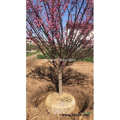 批發(fā)優(yōu)質(zhì)連翹工程苗 連翹球