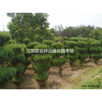 金邊水蠟批發，金邊連翹批發