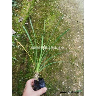 福建漳州供應花葉假連翹-報價