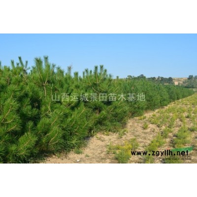 供應山西運城高度80公分丁香-200-300公分紫丁香