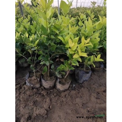 叢生紫荊,叢生丁香,劍麻