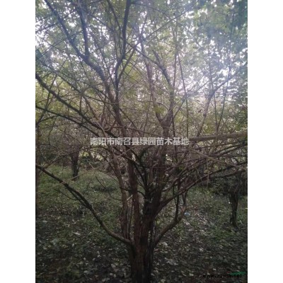 2021年河南南陽(yáng)丁香新報(bào)價(jià)