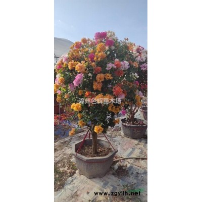 金邊假連翹價格 金邊假連翹批發 福建金邊假連翹 地被 色塊苗