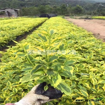 福建供應茶梅小苗 規格* 基地直供 漳州茶梅樹苗