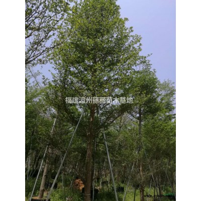 福建供應茶梅規格*